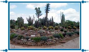 Cactus Garden of Chandigarh