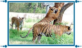 Chattbir Zoo of Chandigarh